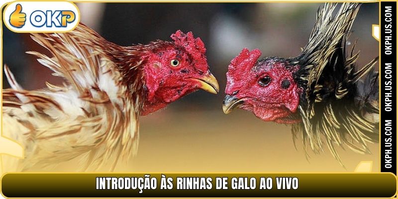Introdução às rinhas de galo ao vivo