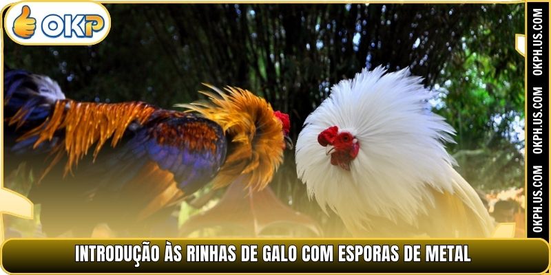 Introdução às rinhas de galo com esporas de metal