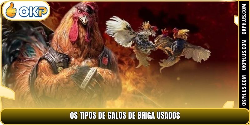 Os tipos de galos de briga usados